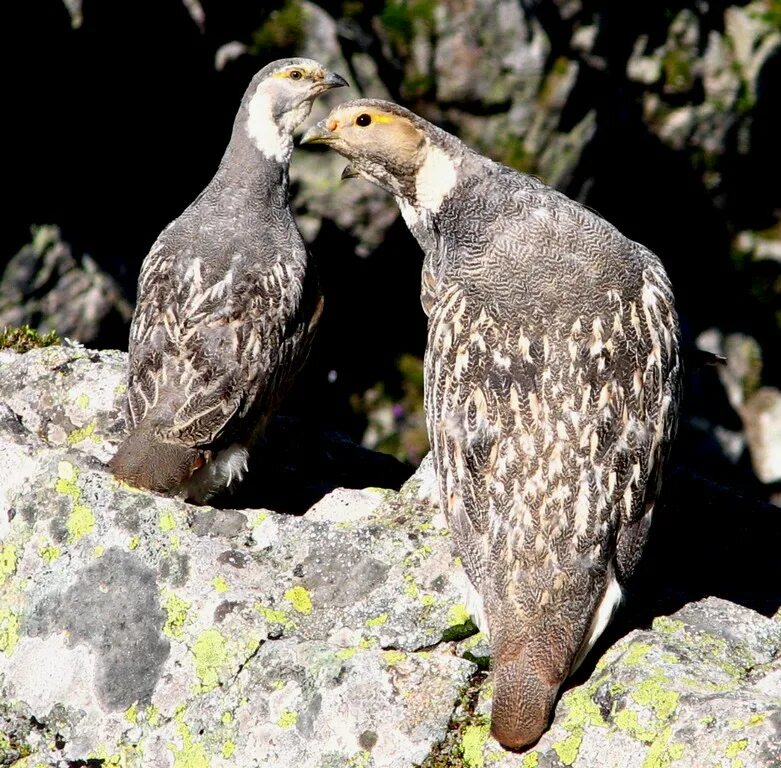 File:Alpendohle, Pyrrhocorax graculus 3.JPG - Wikimedia Commons