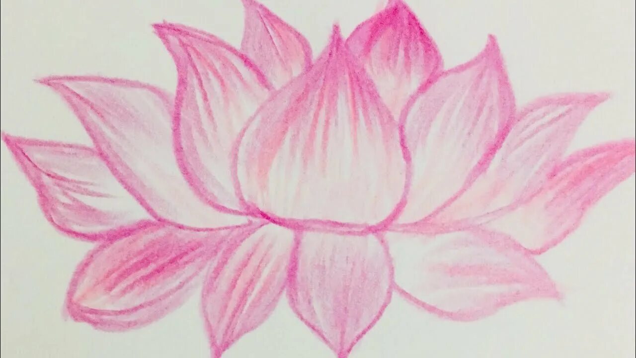 лотос нарисовать. лотос карандашом объемные. лотос орехоносный рисовать. как нарисовать лотос карандашом. как нарисовать лотос карандашом.