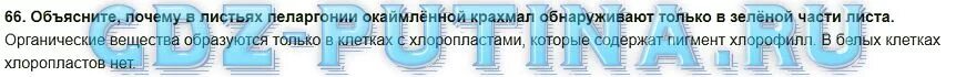 Объясните почему в листьях пеларгонии. Почему в листьях пеларгонии окаймленной крахмал обнаруживают. Подумайтена основание чего можно утверждаиь,что. Объясните почему в листьях пеларгонии окаймленной крахмал. Почему в зелёной части листа обнаружен крахмал а в белой нет.