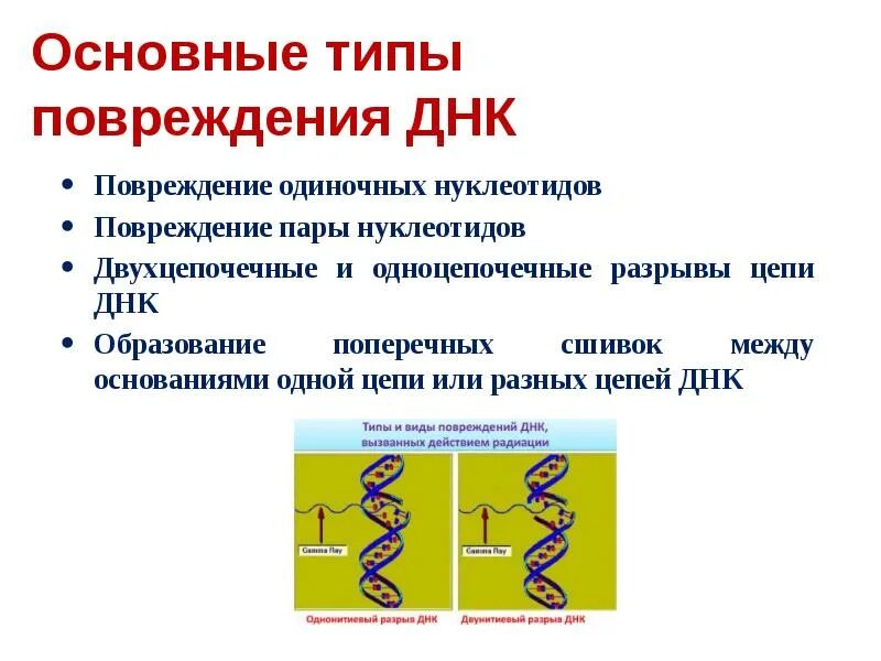 Двухцепочечная молекула РНК. Вирусы с двухцепочечной РНК. Типы повреждений ДНК. Одноцепочечная ДНК.