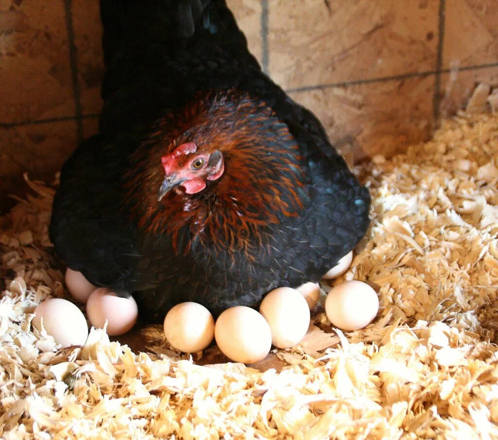 Время домашнего кур. Наседка курица высиживает яйца. Курица наседка Квочка. Курочка высиживает цыплят. Курица с яйцами.