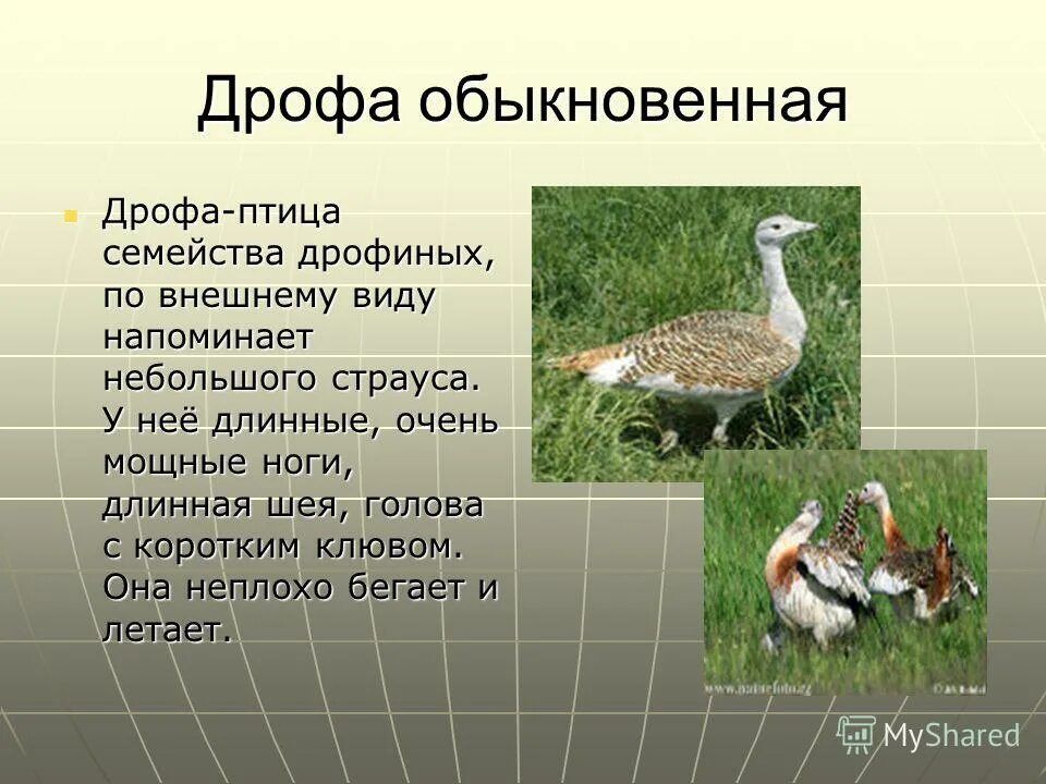 В какой зоне живет дрофа. Дрофа описание. Доклад про птицу Дрофа. Дрофа птица краткое описание. Сообщение о Дрофе.