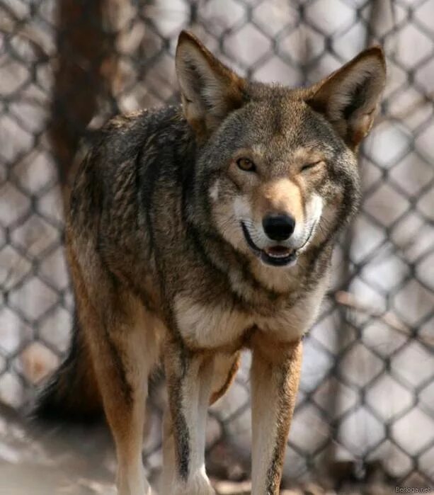 счастливый волк. улыбка волка. добрый волк.