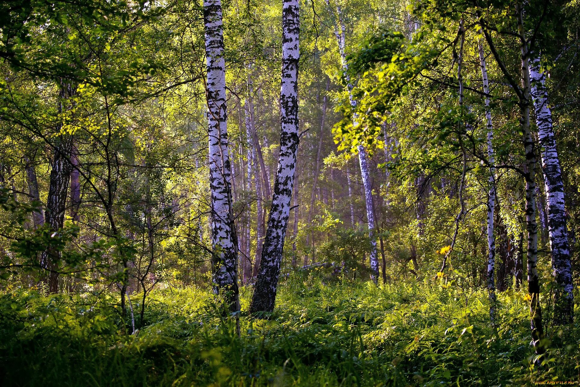 Березовая роща сергиев посад. Березовая роща томск. Березовая роща в алексине тульской области. Яранская березовая роща. Роща значение.