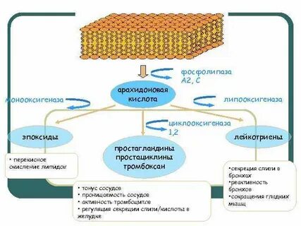 Какие клетки и ткани наиболее богаты липидами