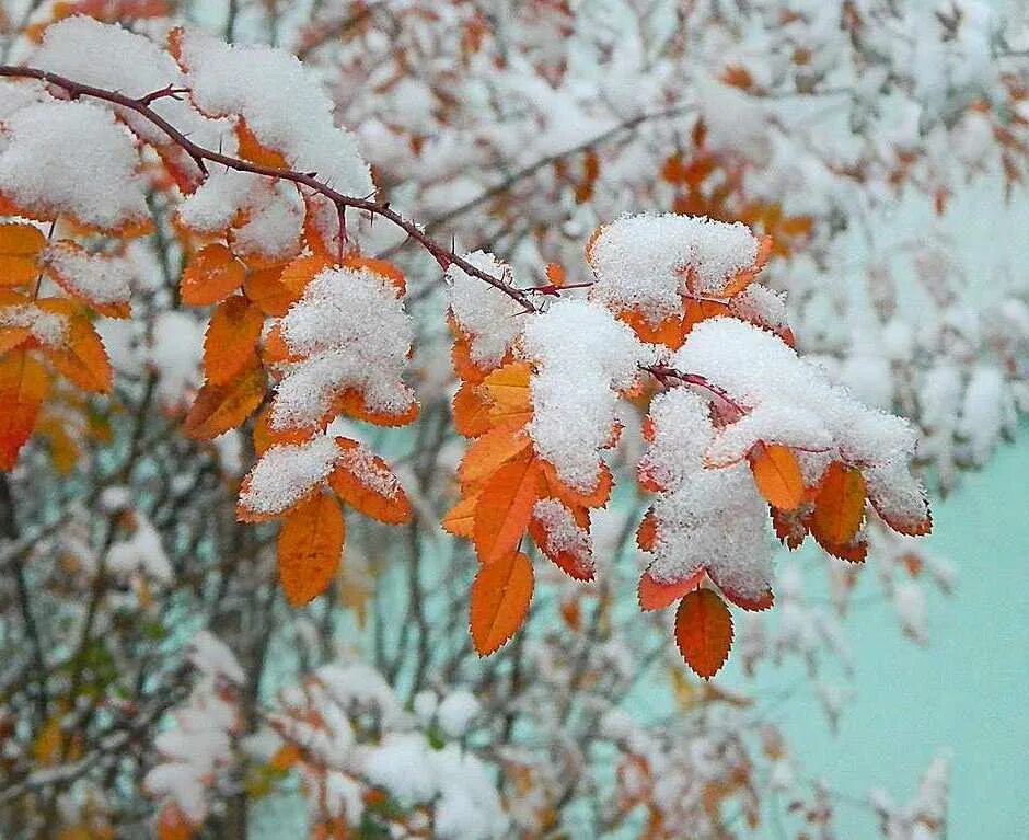 Снежная осень. С наступлением зимы. Осень снег. Осень ноябрь.