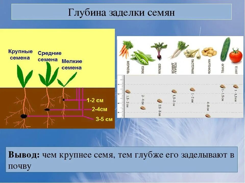 На какую глубину садить семена