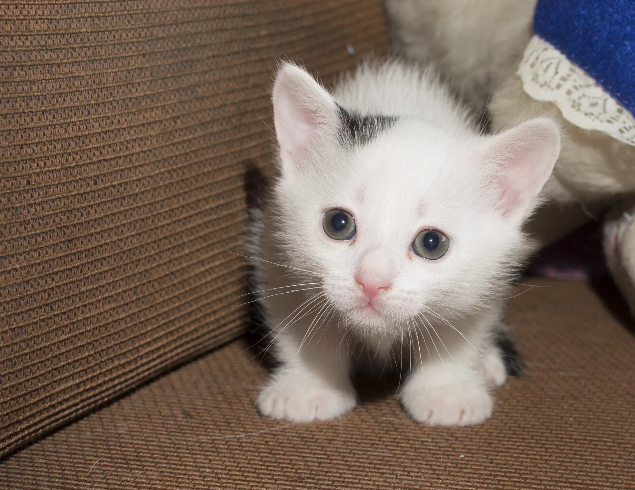 Какую кошку зовут. Белые котята мальчики. Красивые имена для котят мальчиков. Имя для белого котенка мальчика. Красивые имена для маленьких кошечек.