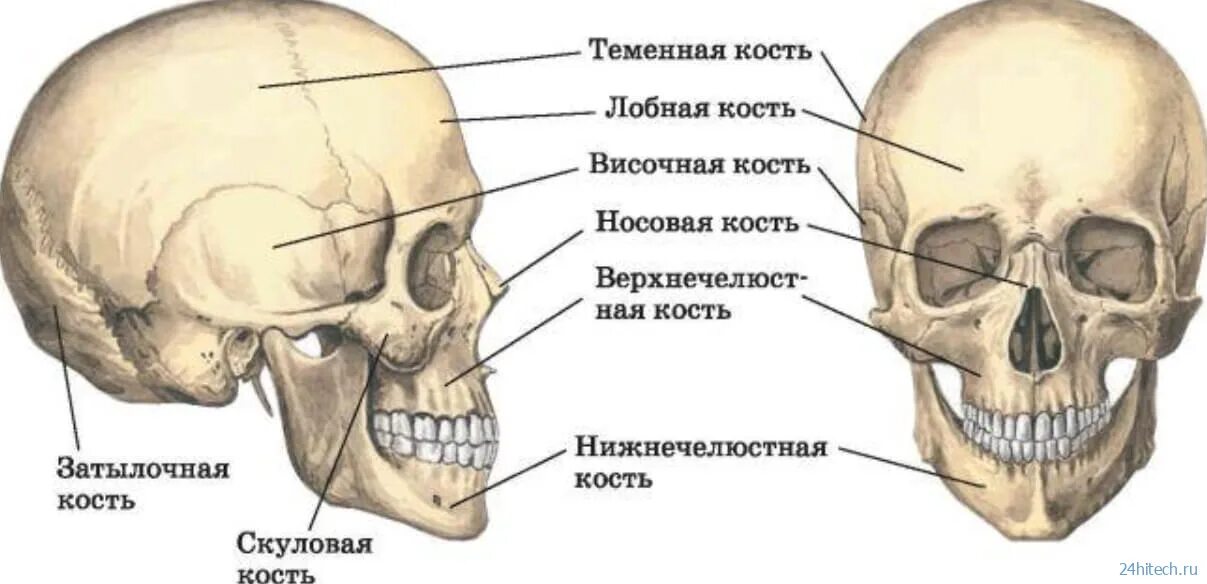 Скуловая и теменные кости. Строение кости черепа человека. Череп кость анатомия человека. Строение костей черепа человека анатомия. Скелет черепа человека биология 8 класс.