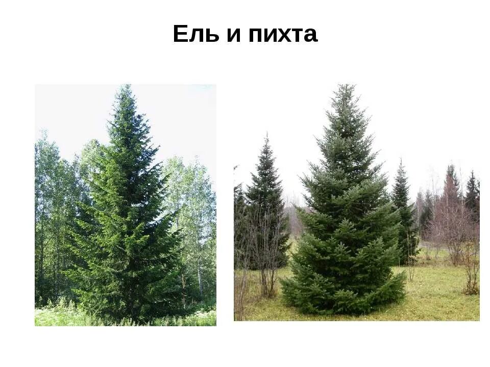 Пихта и сосна разница в чем фото - DelaDom.ru