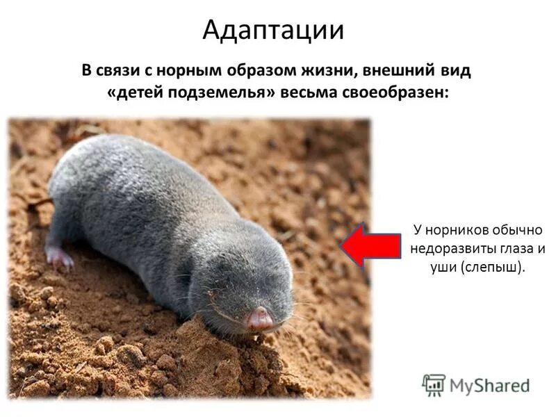 приспособление слепыша. приспособление слепыша. слепыш обыкновенный в самарской. приспособление слепыша. обыкновенный слепыш.