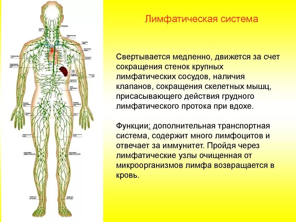 Схема строения лимфатической системы. Схема работы лимфатической системы. Лимфа строение лимфатической системы. Схема циркуляции лимфы. Лимфатические органы и сосуды