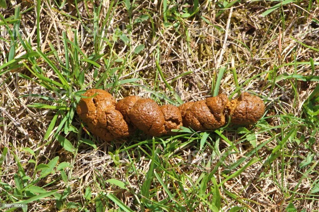 Собачья какашка