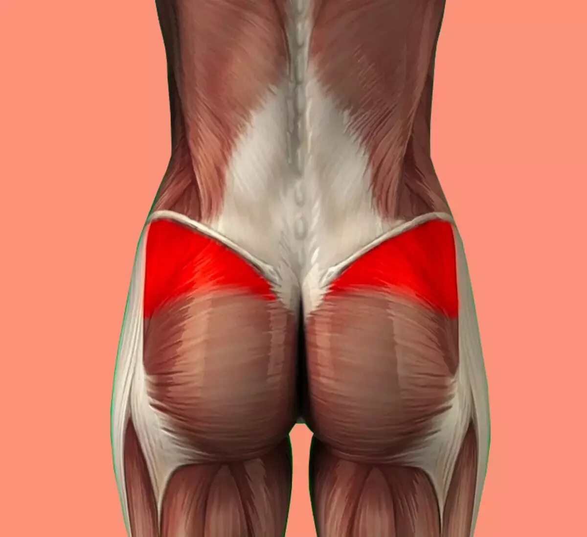 Ягодицы поясница. Анатомия ягодичных. Средняя ягодичная анатомия. Ягодичные мышцы. Средняя ягодичная мышца.