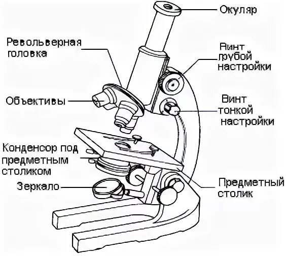 Что находится внутри микроскопа Строение микроскопа