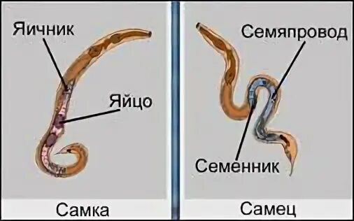 Половая система круглых червей червей. Круглые черви нематоды половая система. Строение круглых червей половая система. Тип круглые черви половая система.