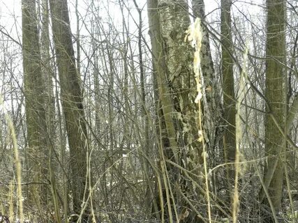 Кашира 8