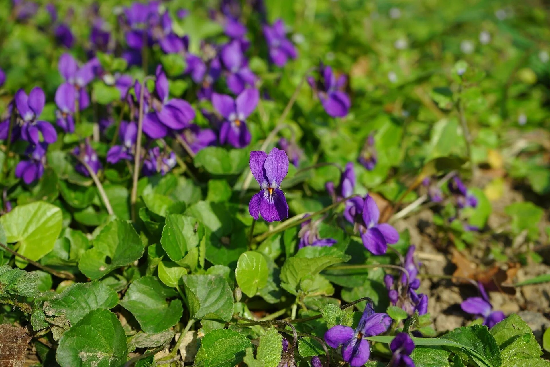 Viola odorata фиалка душистая. Фиалка душистая (viola odorata `konigin charlotte`). Viola odorata растение. Viola odorata фиалка душистая. Ароматно лесной.