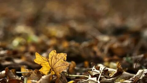 Fallen leaves