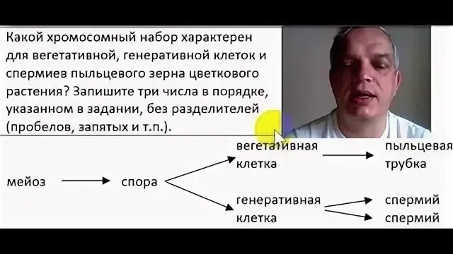 Какой хромосомный набор характерен для вегетативной генеративной