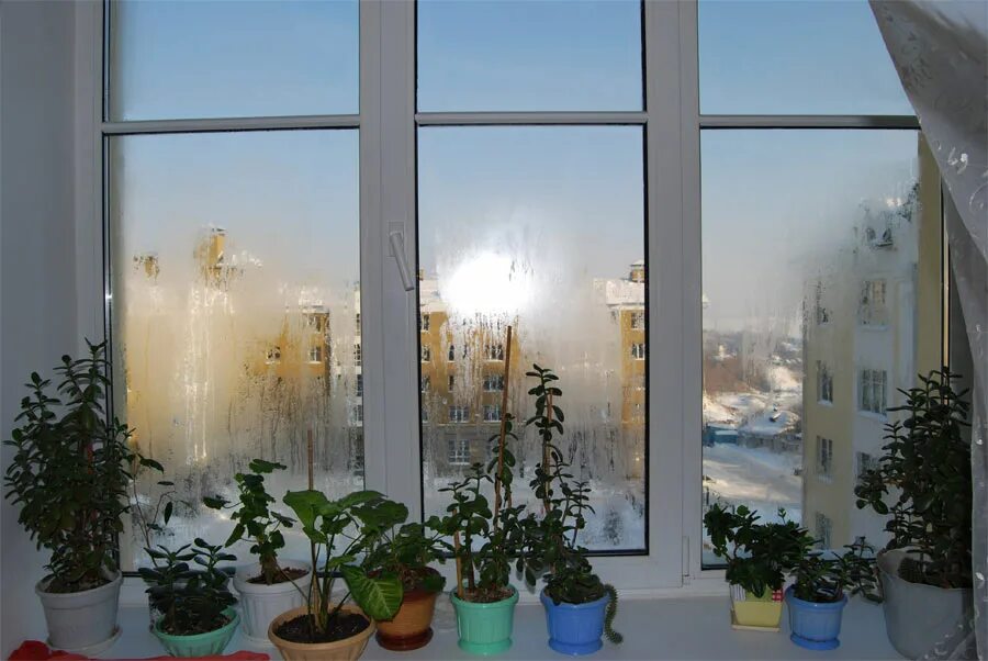 Окна сильно плачут. Пластиковые окна в квартире. Цветы на пластиковом окне. Пластиковые окна зимой. Зимнее окно.
