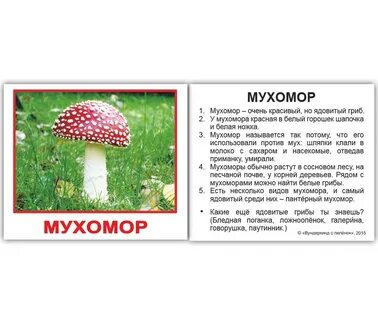 Факты про грибы для детей