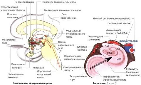 Субстраты удивления