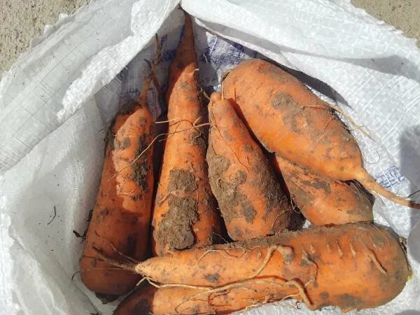 Морковь немытая. Морковь, сетка. Морковь, сетка. Хранение моркови. Морковка в сетке.