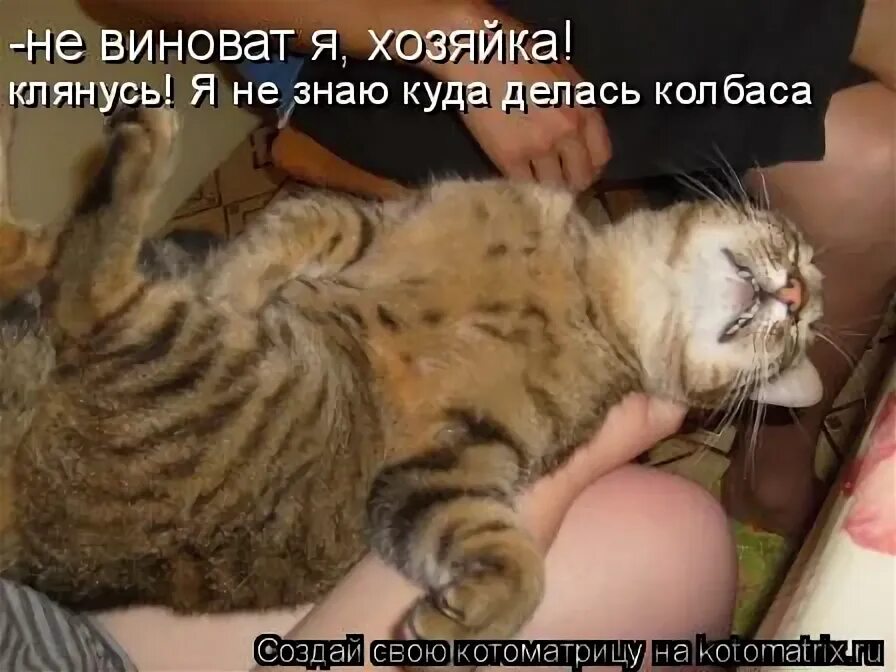 Куда делись 4 триллиона долларов нефтяных доходов. Кошачьи антидепрессанты. Куда тебя поцеловать. Мем когда пытаешься объяснить. Куда все делись смешные картинки.