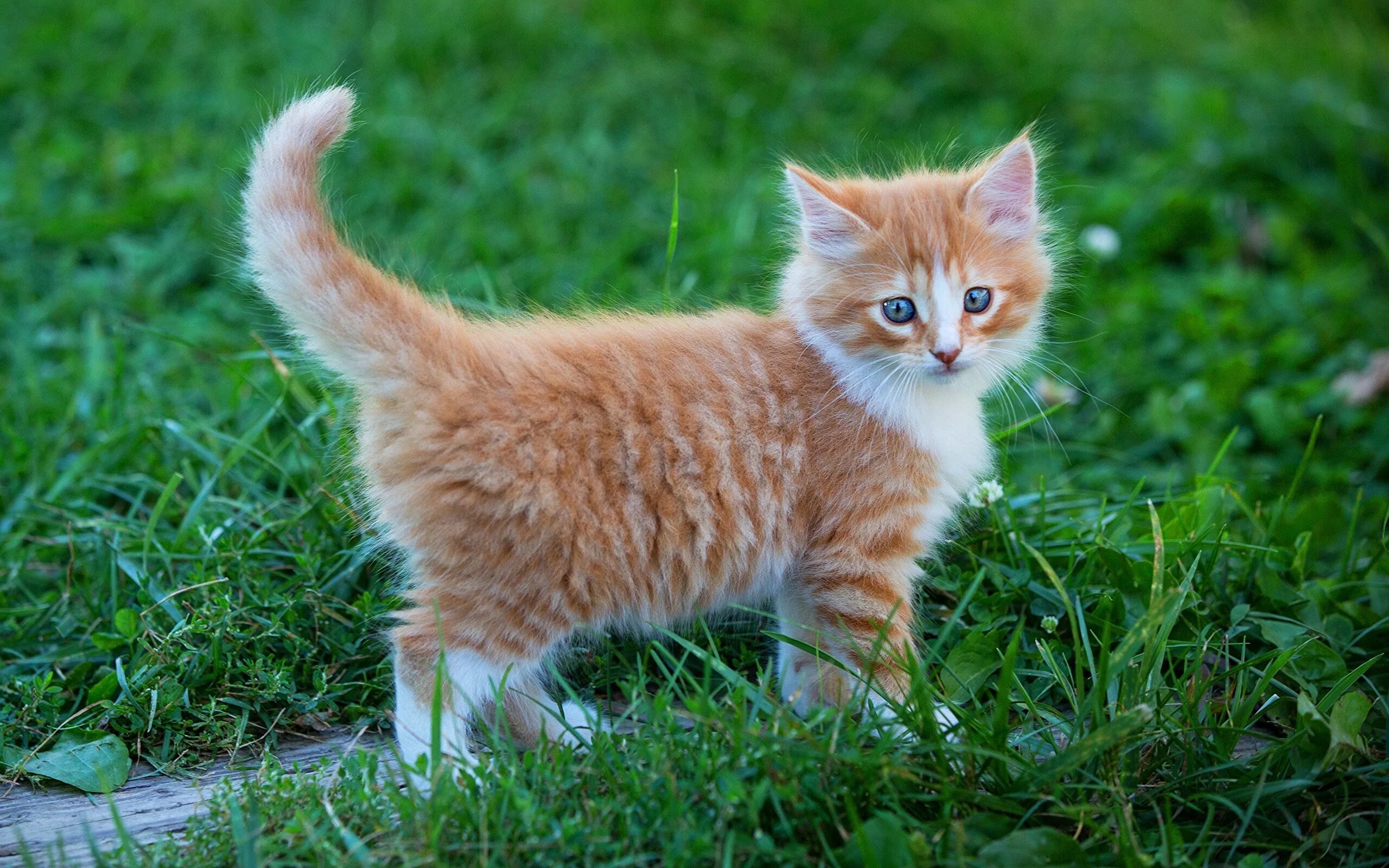 Рыжий котёнок. Рыжие коты. Котенок Рыжик. Рыженький котенок