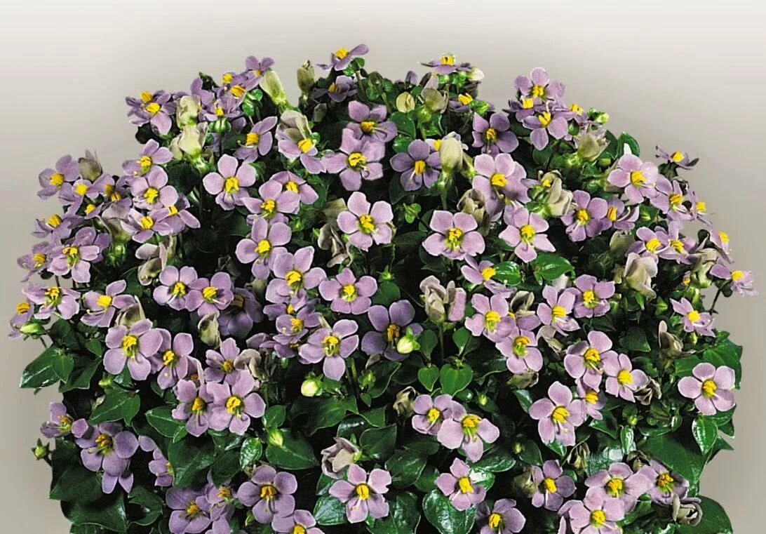 Фиалка персидская. Цветок экзакум. Персидская фиалка экзакум. Фиалка персидская. Экзакум махровый.