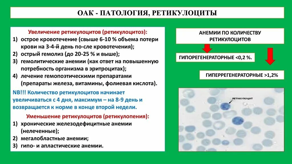 Повышение ретикулоцитов в крови при анемии. Повышение количества ретикулоцитов в крови характерно для. Ретикулоциты при кровопотере. Ретикулоциты в периферической крови. Кровь на 15 3