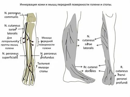 Кожу бедра иннервируют