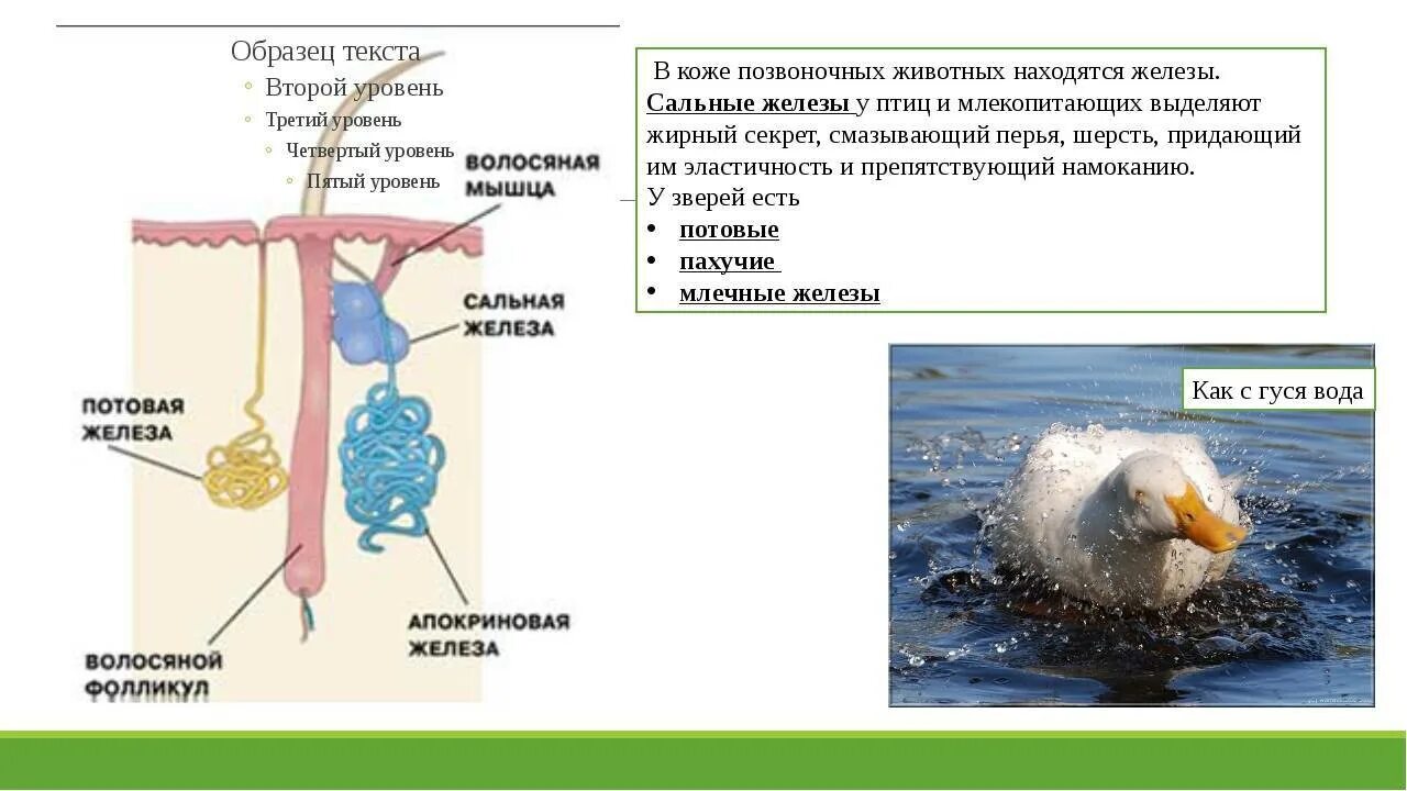 Какие виды кожных желез имеются у млекопитающих. У птиц есть сальные и потовые железы. потовые железы у птиц. кожные железы у птиц.