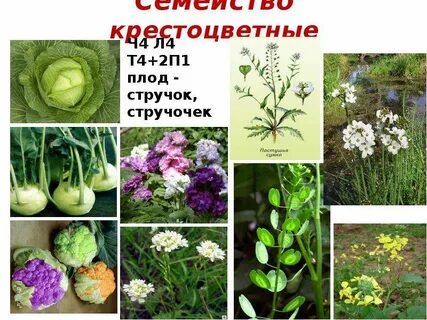 Представители растений семейства крестоцветных