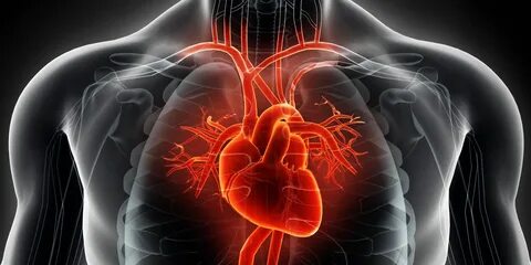 How To Use Heart Rate Training In Your Workouts - Why To Work Out With A Heart R