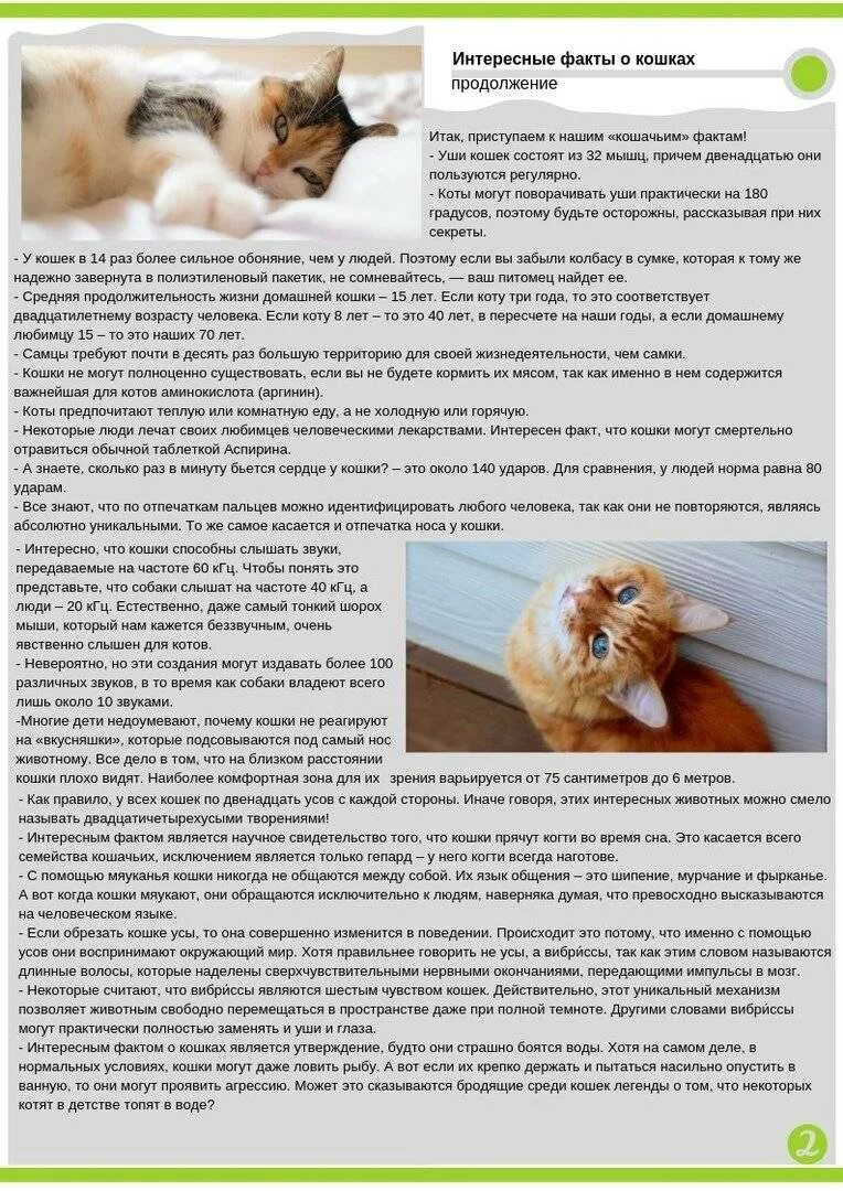 Как выглядит отравление у кошки Памятки для населения