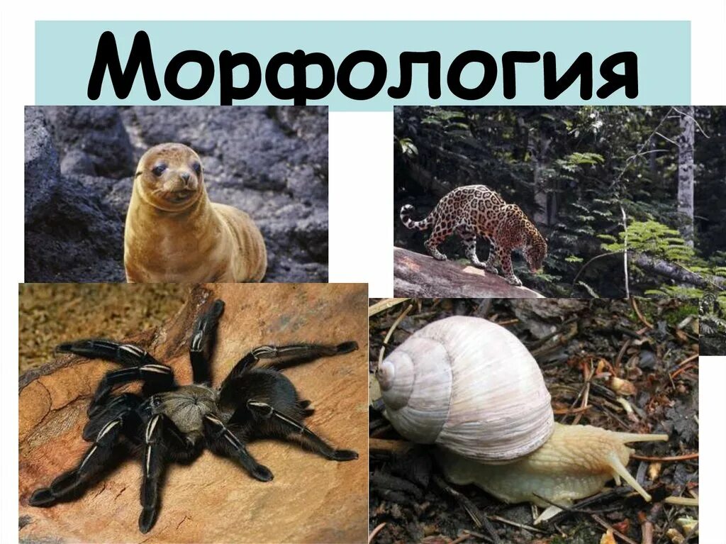 Основные подразделения зоологии. Морфология в зоологии. Зоология наука о животных. Науки о животных. Внутреннее строение организмов изучает наука.