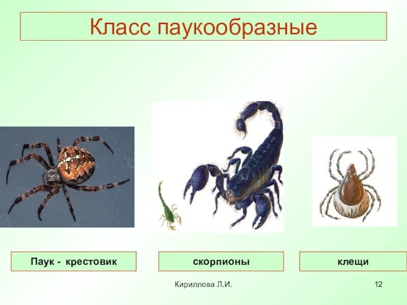 Клещ относится к паукообразным. Класс паукообразные. Членистоногие паукообразные. Класс паукообразные 7 класс. Класс паукообразные клещи.