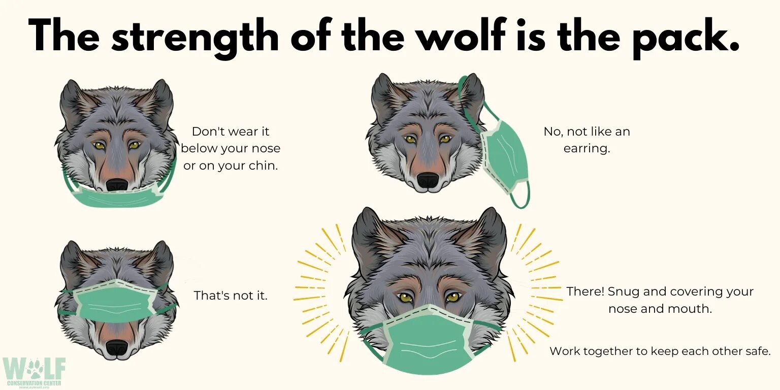 How to wolf. Masked wolf текст. wear the wolves обои. masker wolf перевод певца. vibin перевод masked wolf.