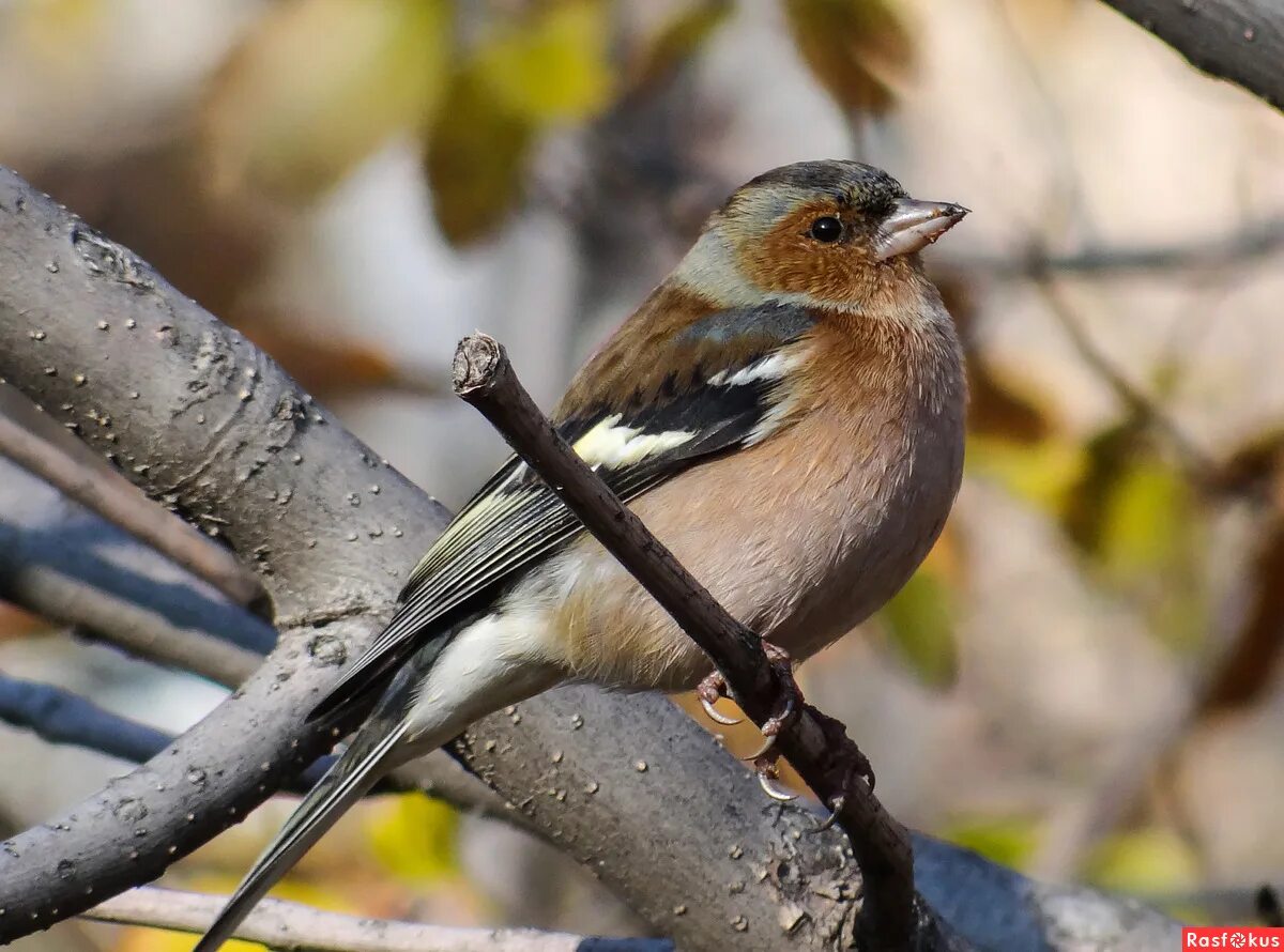 черноголовый щегол. зяблик щегол фото. обыкновенный зяблик. щегол с хохолком. зяблик геншин.