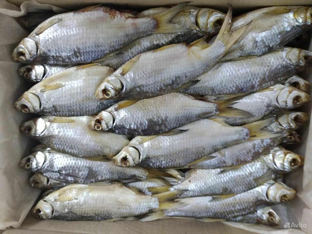 Рыбец 64. Шамайка и кутум. Шамайка и кутум. Рыбец малый. Рыбец 64.
