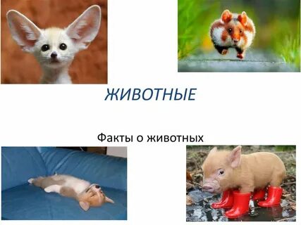 4 факта о животных