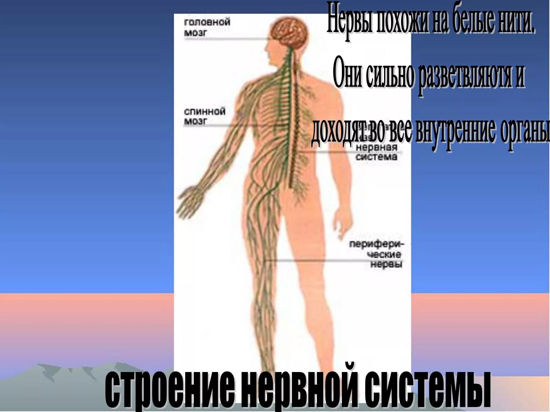 Нервная система человека. Строение нервной системы. Презентация на тему нервная система. Тему нервная система человека.