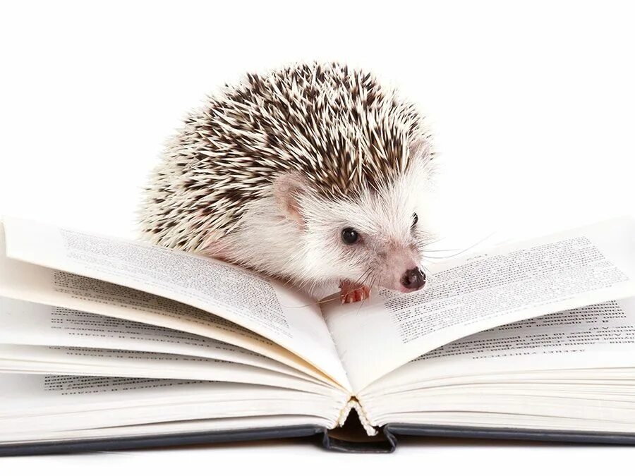 Ежу понятно значение. И ежу понятно!. еж с книгой. ежу понятно фразеологизм. ежик с книгой на белом фоне.
