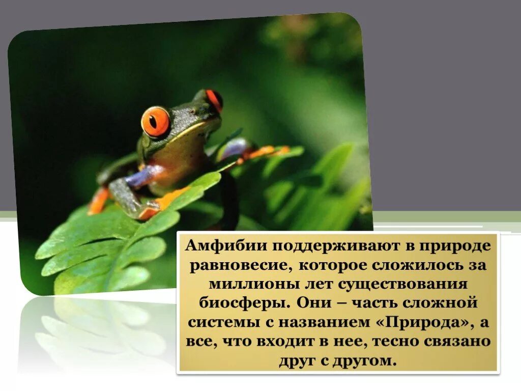 Какую роль играют амфибии в природе