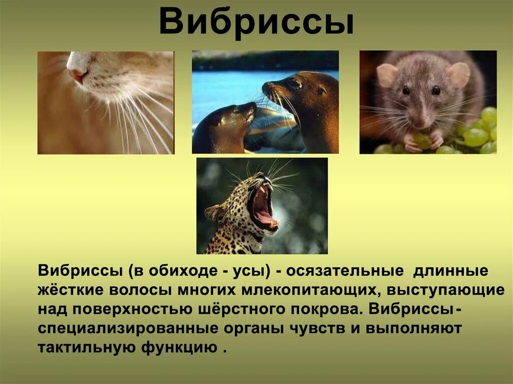 Наличие хвоста у млекопитающих. Вибриссы. вибриссы у млекопитающих выполняют функцию. органы чувств млекопитающих. органы осязания млекопитающих.