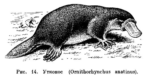 Утконос описание для детей. Необычные животные презентация. Утконос в австралии. Утконос красная книга. Ornithorhynchus anatinus).