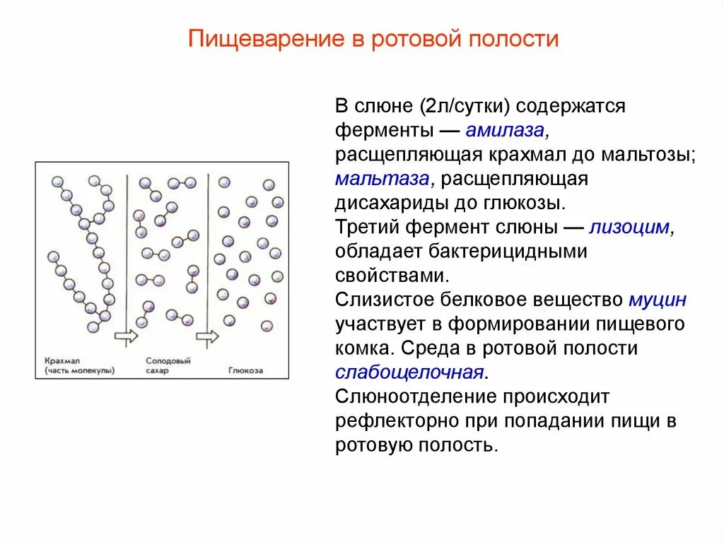 Ферменты и вещества ротовой полости. Амилаза и мальтаза функции. функция амилазы и мальтазы слюны. ферменты слюны. ротовая полость ферменты слюны.