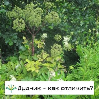 Как отличить борщевик сосновского от борщевика сибирского
